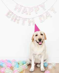 yellow labrador sitting beside wall